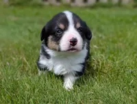 Purple, a female Pembroke Welsh Corgi for sale in Winlock, WA – 1 of 3