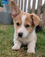Orange, a male Pembroke Welsh Corgi for sale in Winlock, WA – 9 of 10