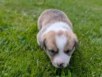 Orange, a male Pembroke Welsh Corgi for sale in Winlock, WA – 2 of 3