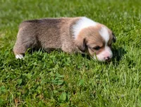 Green, a male Pembroke Welsh Corgi for sale in Winlock, WA – 2 of 3