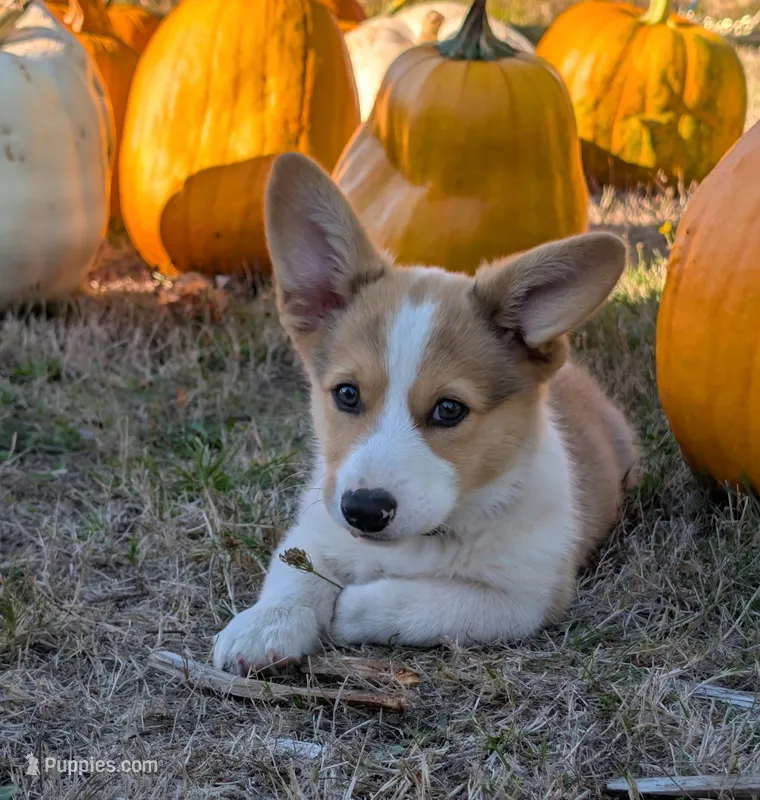 Orange – Pembroke Welsh Corgi puppy for sale in Winlock, WA