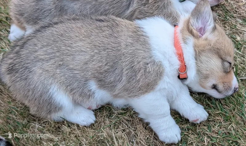 Orange – Pembroke Welsh Corgi puppy for sale in Winlock, WA