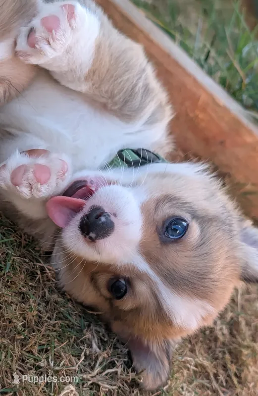 Green – Pembroke Welsh Corgi puppy for sale in Winlock, WA