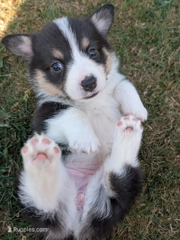Purple – Pembroke Welsh Corgi puppy for sale in Winlock, WA