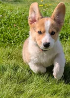 Orange, a male Pembroke Welsh Corgi for sale in Winlock, WA – 1 of 10