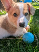 Orange, a male Pembroke Welsh Corgi for sale in Winlock, WA – 6 of 10