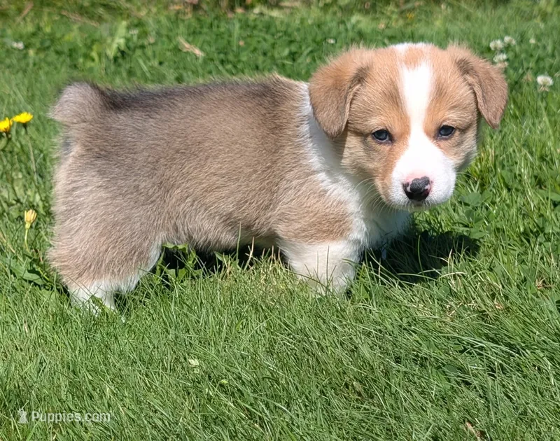 Orange – Pembroke Welsh Corgi puppy for sale in Winlock, WA