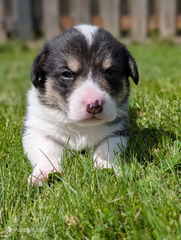 Red – Pembroke Welsh Corgi puppy for sale in Winlock, WA