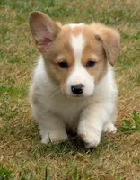Orange, a male Pembroke Welsh Corgi for sale in Winlock, WA – 8 of 10
