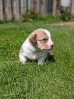 Orange, a male Pembroke Welsh Corgi for sale in Winlock, WA – 3 of 3