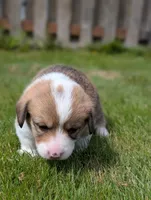 Yellow, a female Pembroke Welsh Corgi for sale in Winlock, WA – 4 of 7