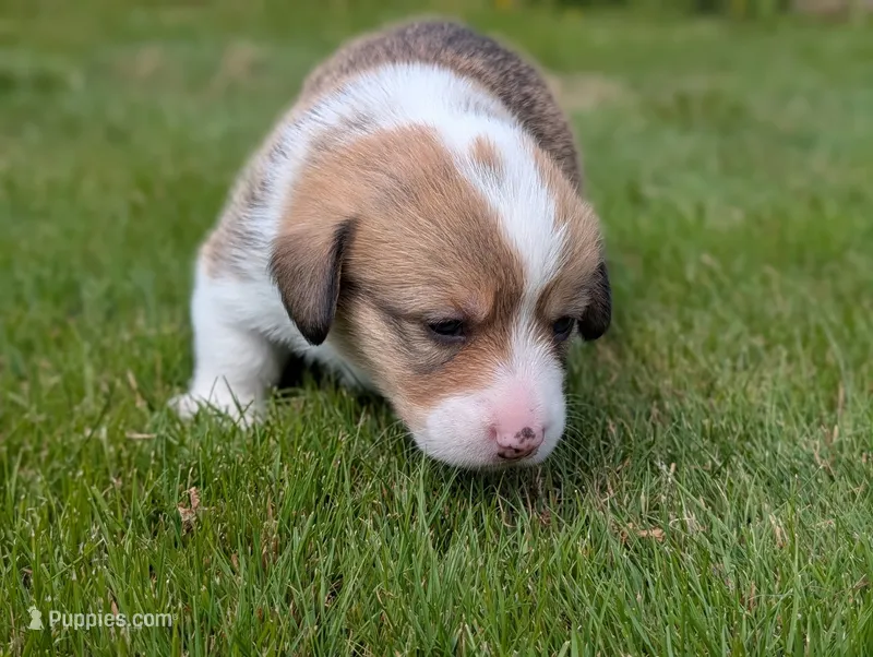 Yellow – Pembroke Welsh Corgi puppy for sale in Winlock, WA