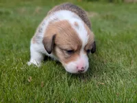 Yellow, a female Pembroke Welsh Corgi for sale in Winlock, WA – 2 of 7