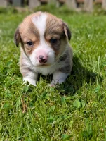 Green, a male Pembroke Welsh Corgi for sale in Winlock, WA – 3 of 3