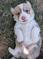 Yellow, a female Pembroke Welsh Corgi for sale in Winlock, WA – 7 of 7