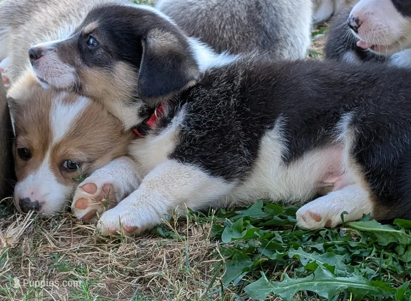 Red – Pembroke Welsh Corgi puppy for sale in Winlock, WA