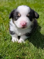 Blue, a male Pembroke Welsh Corgi for sale in Winlock, WA – 2 of 3