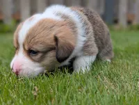 Yellow, a female Pembroke Welsh Corgi for sale in Winlock, WA – 3 of 7