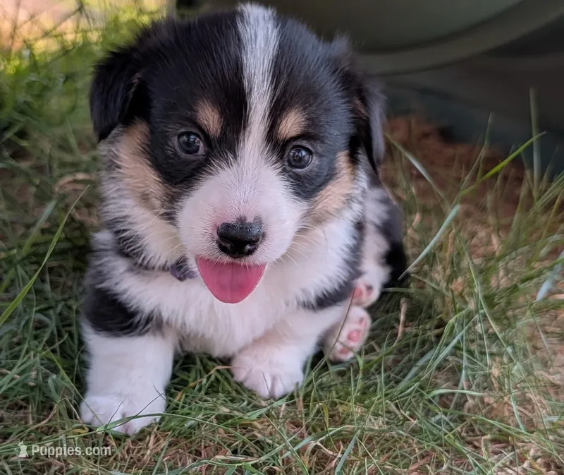 Purple – Pembroke Welsh Corgi puppy for sale in Winlock, WA
