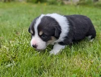 Purple, a female Pembroke Welsh Corgi for sale in Winlock, WA – 3 of 3