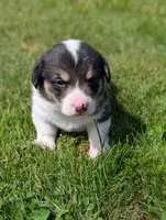 Red, a male Pembroke Welsh Corgi for sale in Winlock, WA – 4 of 5