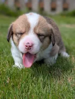 Yellow, a female Pembroke Welsh Corgi for sale in Winlock, WA – 5 of 7
