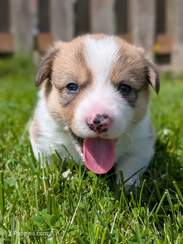 Orange – Pembroke Welsh Corgi puppy for sale in Winlock, WA