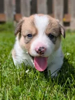 Orange, a male Pembroke Welsh Corgi for sale in Winlock, WA – 1 of 3