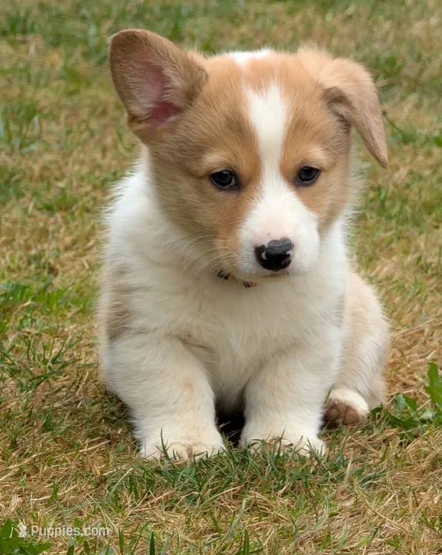 Orange – Pembroke Welsh Corgi puppy for sale in Winlock, WA