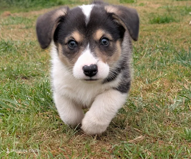 Red – Pembroke Welsh Corgi puppy for sale in Winlock, WA