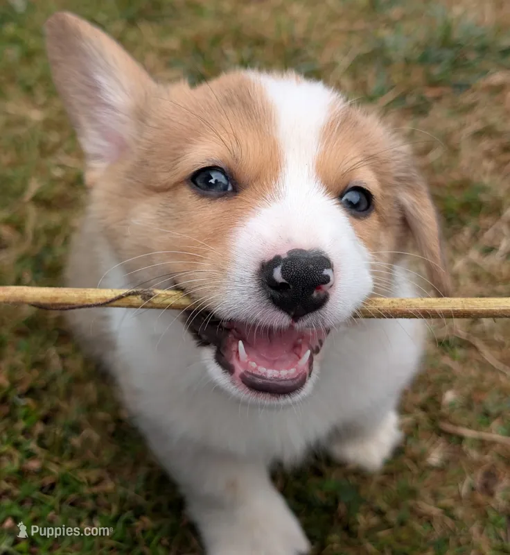 Orange – Pembroke Welsh Corgi puppy for sale in Winlock, WA