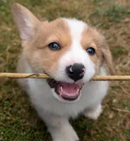 Orange, a male Pembroke Welsh Corgi for sale in Winlock, WA – 7 of 10