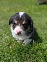 Red, a male Pembroke Welsh Corgi for sale in Winlock, WA – 3 of 5