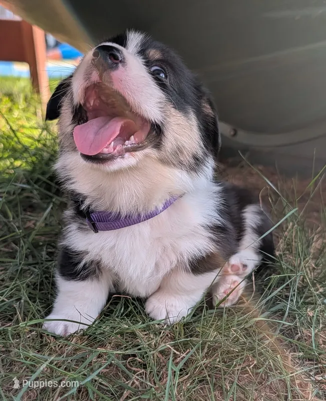 Purple – Pembroke Welsh Corgi puppy for sale in Winlock, WA
