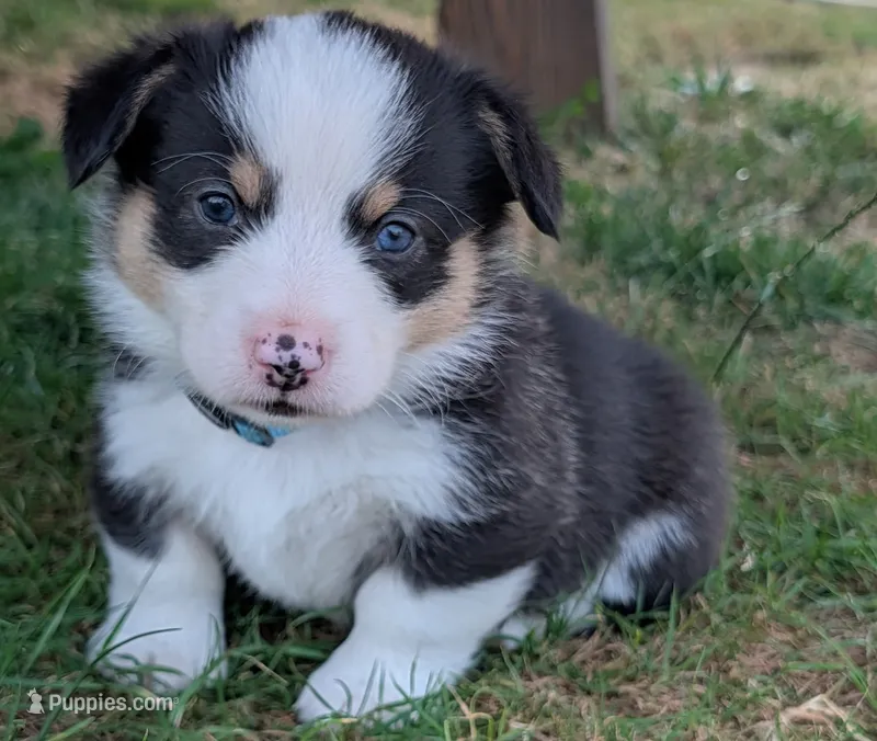 Blue – Pembroke Welsh Corgi puppy for sale in Winlock, WA