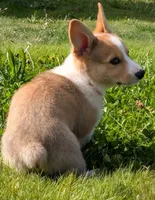 Orange, a male Pembroke Welsh Corgi for sale in Winlock, WA – 5 of 10