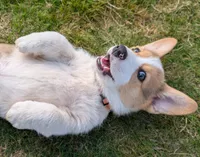 Orange, a male Pembroke Welsh Corgi for sale in Winlock, WA – 3 of 10