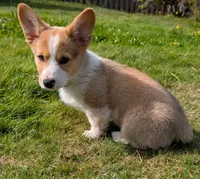 Orange, a male Pembroke Welsh Corgi for sale in Winlock, WA – 2 of 10
