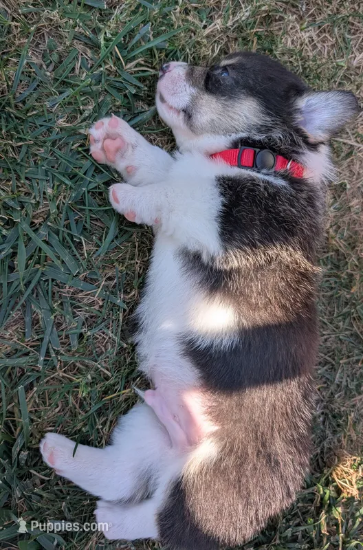 Red, a male Pembroke Welsh Corgi for sale in Winlock, WA – 1 of 5