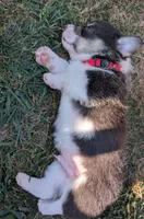 Red, a male Pembroke Welsh Corgi for sale in Winlock, WA – 1 of 5