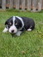 Purple, a female Pembroke Welsh Corgi for sale in Winlock, WA – 2 of 3