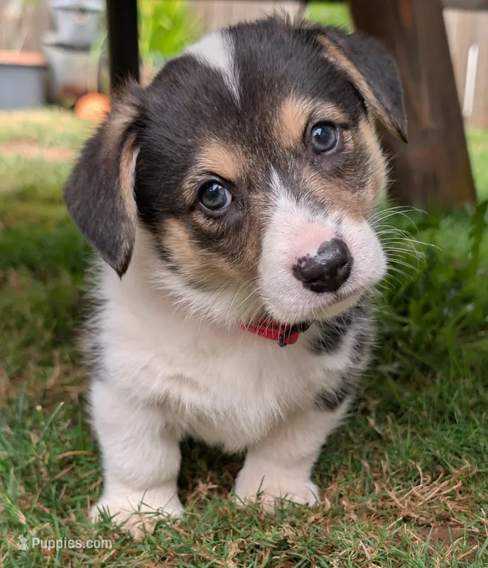 Red – Pembroke Welsh Corgi puppy for sale in Winlock, WA