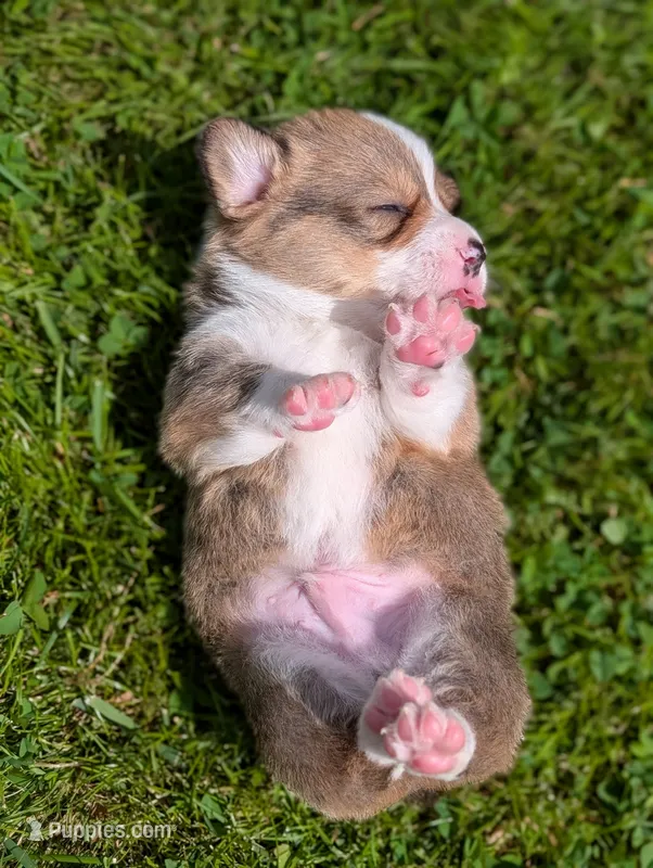 Green – Pembroke Welsh Corgi puppy for sale in Winlock, WA