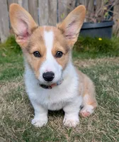 Orange, a male Pembroke Welsh Corgi for sale in Winlock, WA – 4 of 10