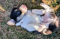 Red, a male Pembroke Welsh Corgi for sale in Winlock, WA – 5 of 5