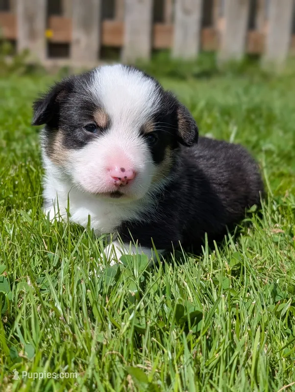 Blue – Pembroke Welsh Corgi puppy for sale in Winlock, WA
