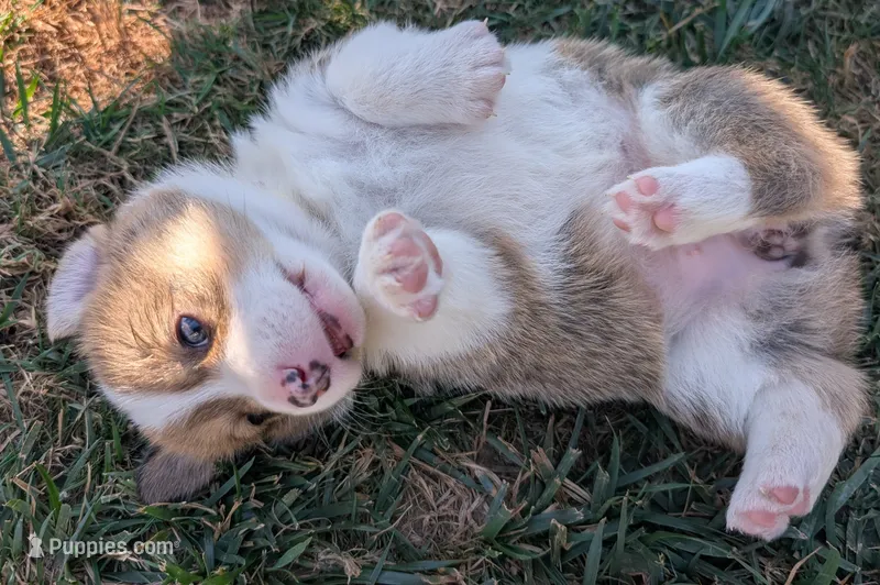 Yellow, a female Pembroke Welsh Corgi for sale in Winlock, WA – 1 of 7