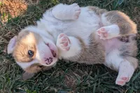 Yellow, a female Pembroke Welsh Corgi for sale in Winlock, WA – 1 of 7