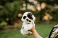 Oreo, a female Shichon for sale in Richland Center, WI – 6 of 8