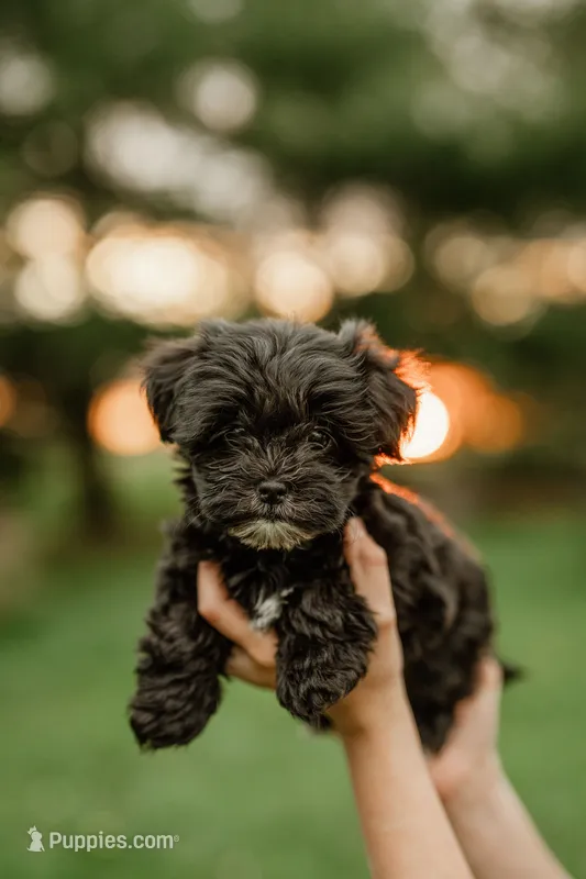 Coffee  – Shichon puppy on hold in Richland Center, WI
